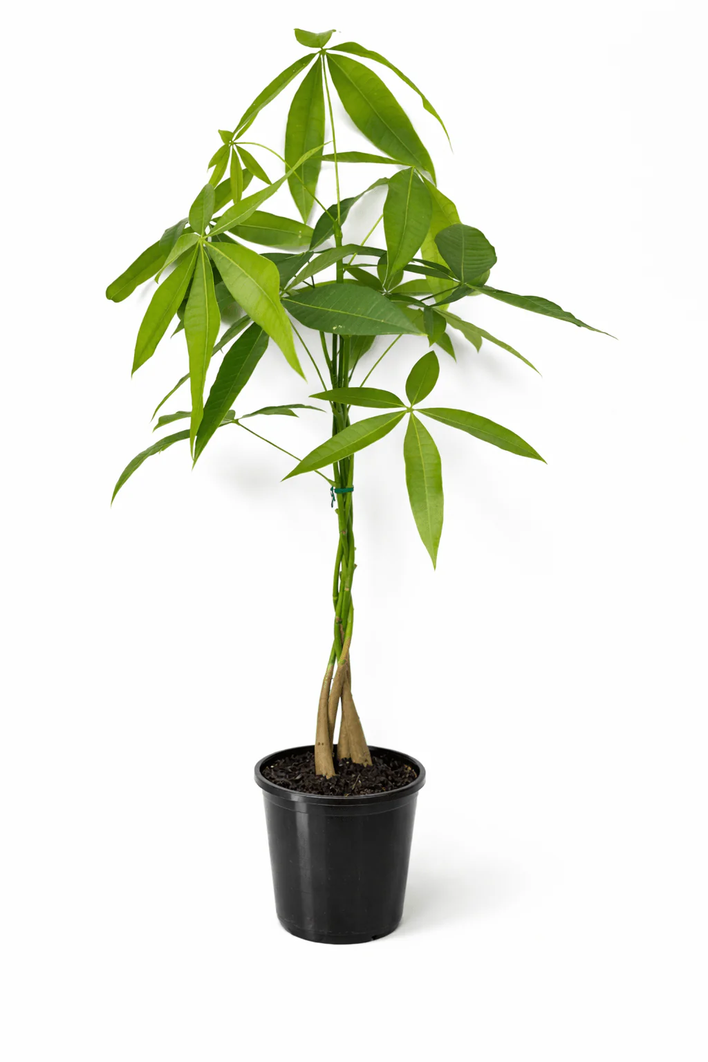 Rare Plants