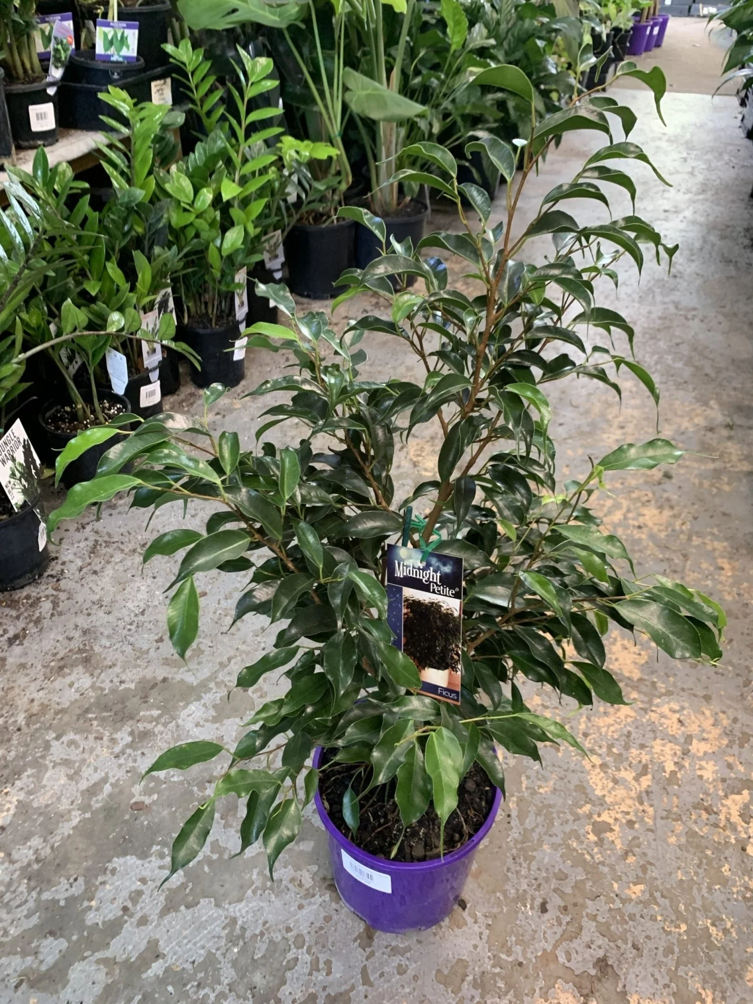 Indoor Plants