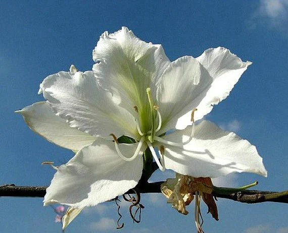 Flowering Plants