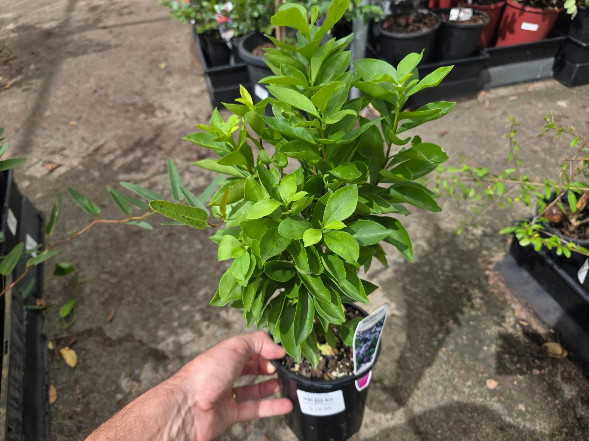 Product image 3